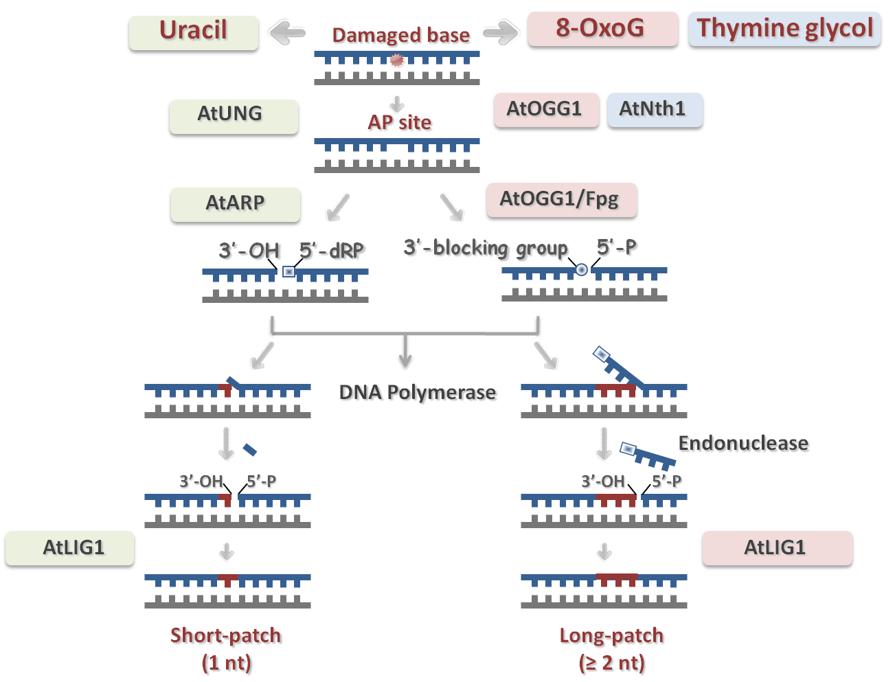 Epigenetics And DNA Repair - Molecular Dissection Of The Base Excision ...